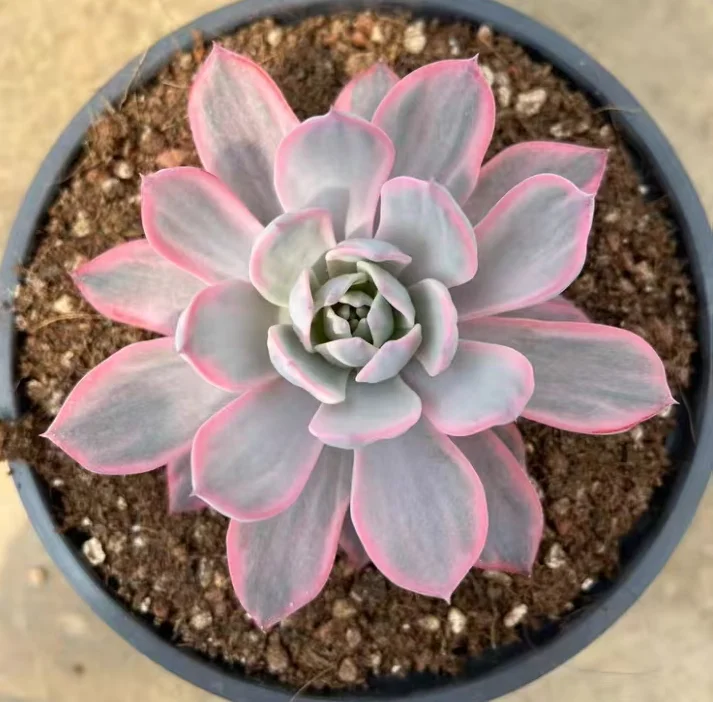 plant Aeonium Echeveria Haworthia  Caudex  Lithops Cactus  Agave 