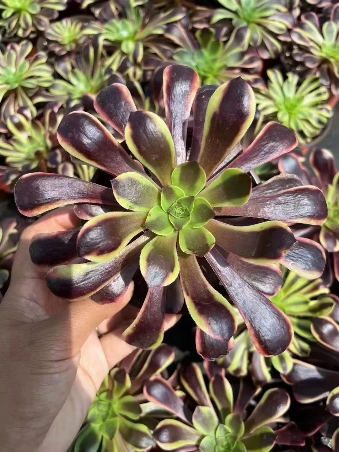 plant Aeonium Echeveria Haworthia  Caudex  Lithops Cactus  Agave 