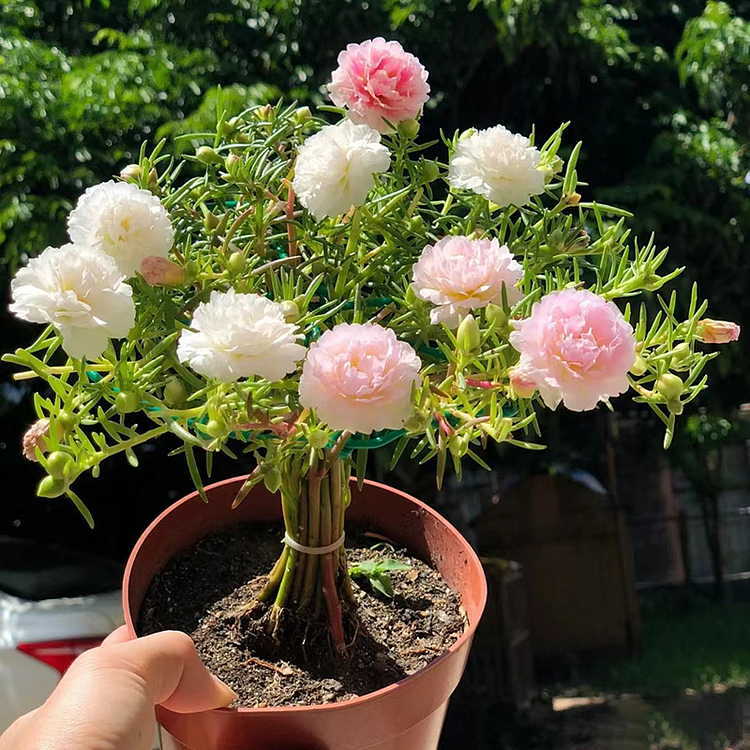 What should I do if I water my Moss rose too much or too little? -  PictureThis