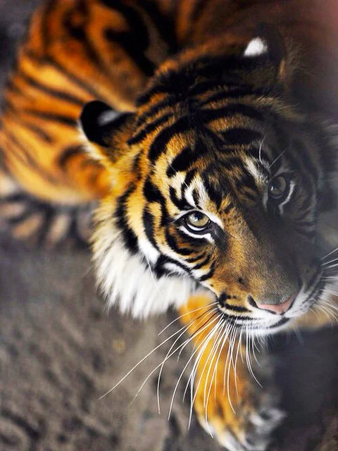 Diamond Painting - Full Round/Square Drill -Tiger(30*40 - 50*60cm)