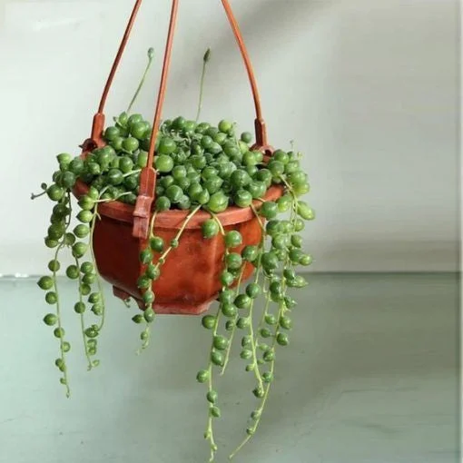 Pearl Chlorophytum Seeds