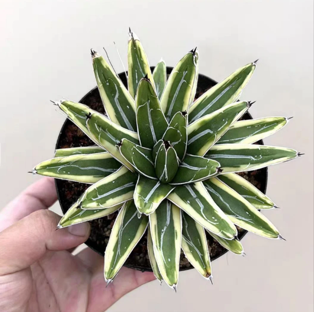 plant Aeonium Echeveria Haworthia  Caudex  Lithops Cactus  Agave 