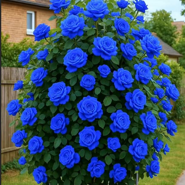 💙 Blue Enchantress Rose Seeds/A Rare Beauty That Blooms All Year Round 🌹✨