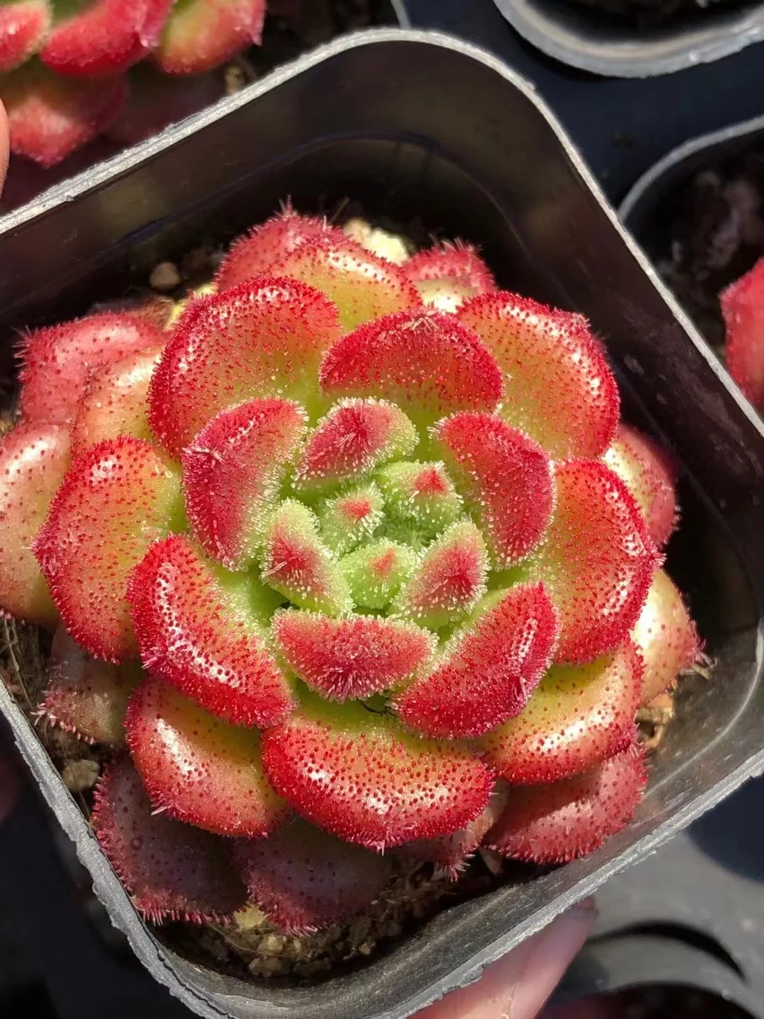 plant Aeonium Echeveria Haworthia  Caudex  Lithops Cactus  Agave 