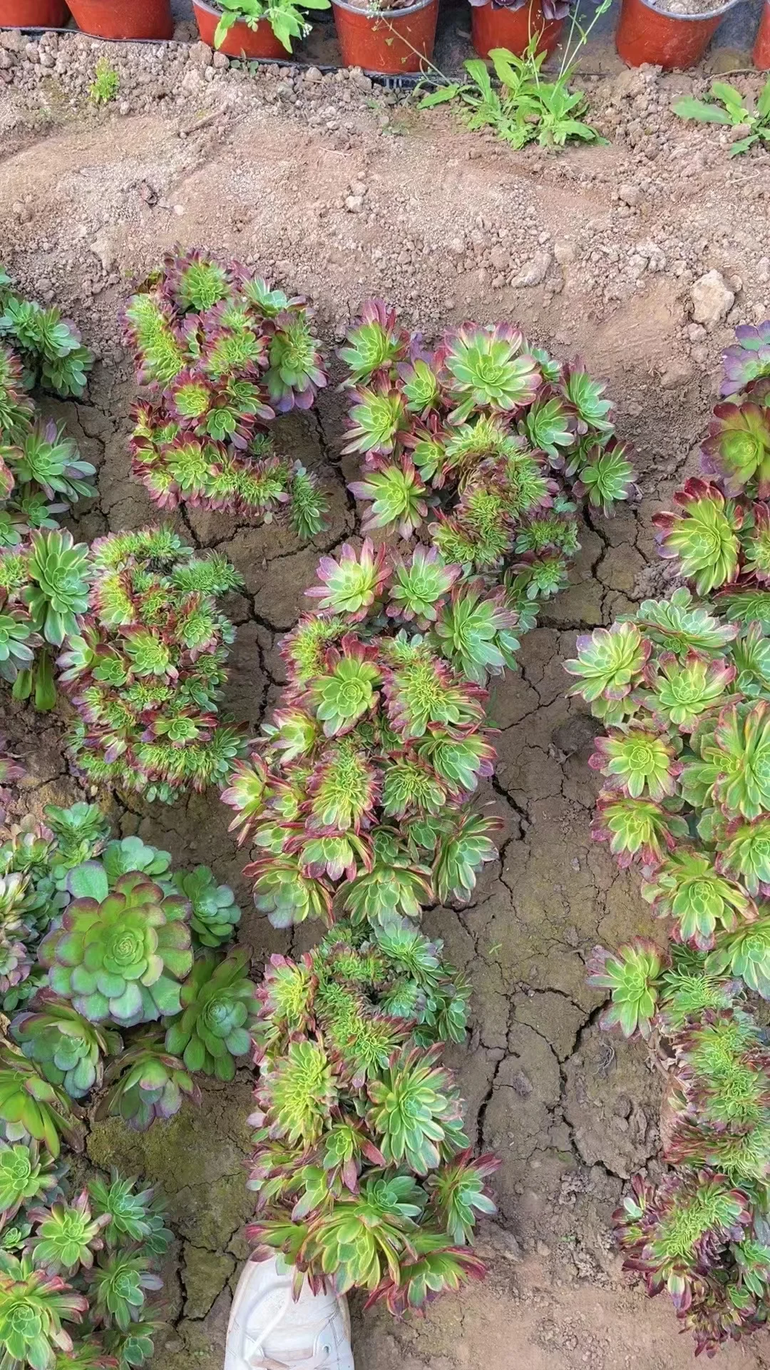 plant Aeonium Echeveria Haworthia  Caudex  Lithops Cactus  Agave 