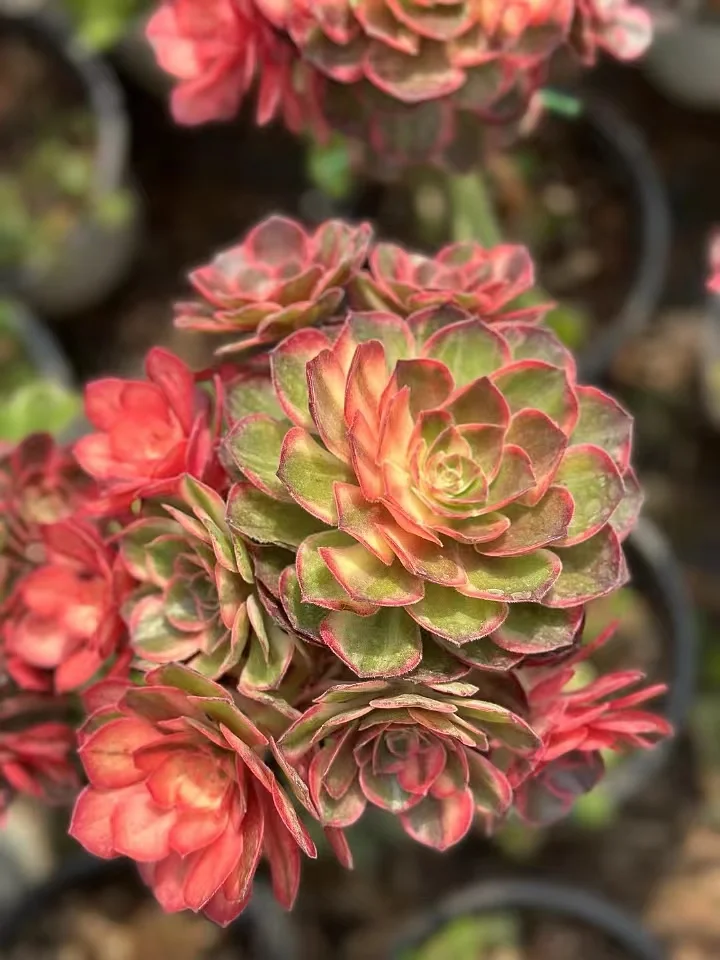 1126. Black demon cluster 18-22cm/Aeonium cluster/Aeonium plants / Succulent plants / Garden landscape / Carefully select healthy plants