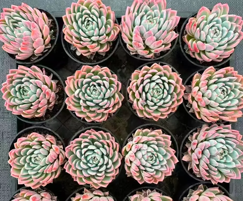 plant Aeonium Echeveria Haworthia  Caudex  Lithops Cactus  Agave 
