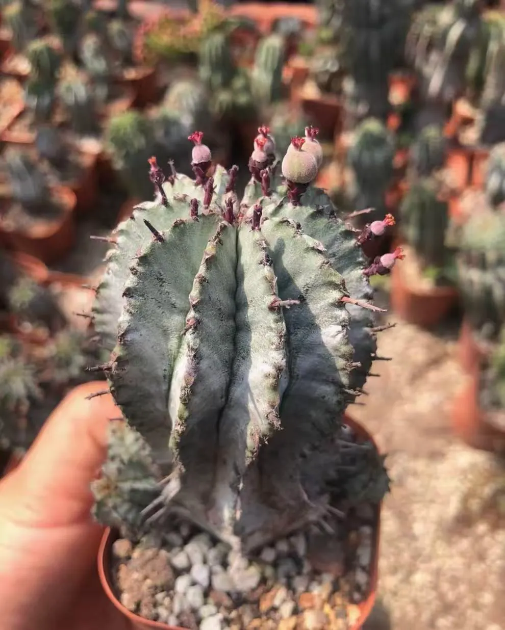 plant Aeonium Echeveria Haworthia  Caudex  Lithops Cactus  Agave 