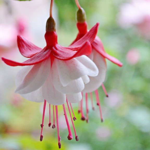Hanging Bell Begonia Flower Seeds-Various colors available