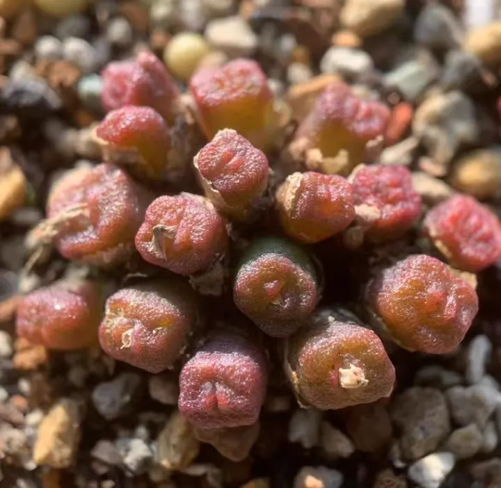 plant Aeonium Echeveria Haworthia  Caudex  Lithops Cactus  Agave 