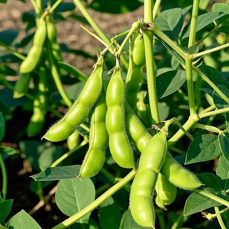 🌱EDAMAME GARDEN SEEDS🌿 HIGH YIELD &middot;SWEET & CRISP