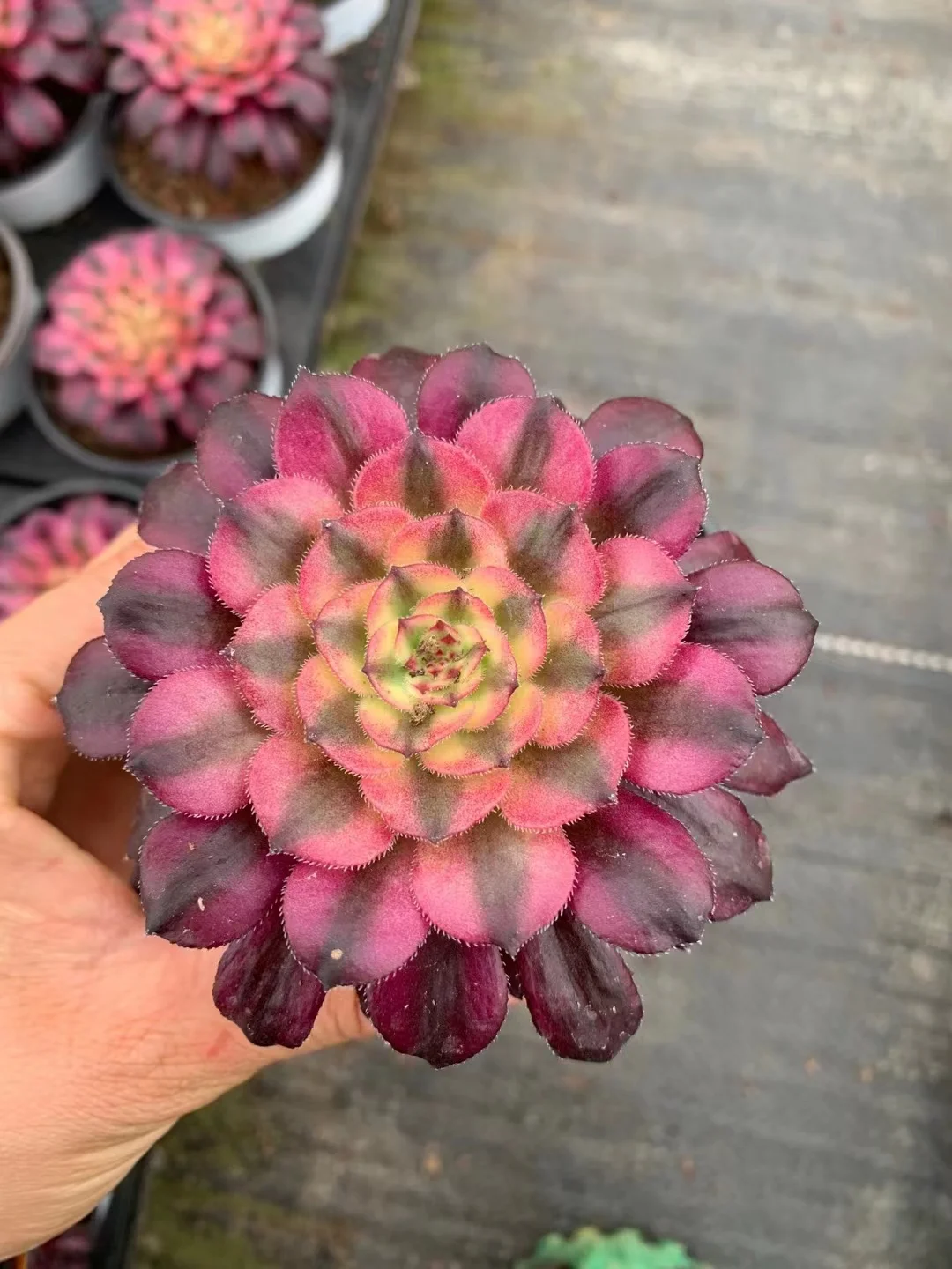   139. Hong  yan  single head and cutting / Aeonium  Succulent plants / Garden landscape / Carefully select healthy plants