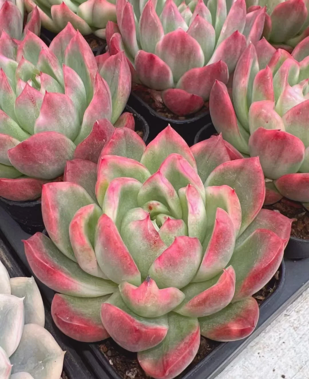 plant Aeonium Echeveria Haworthia  Caudex  Lithops Cactus  Agave 