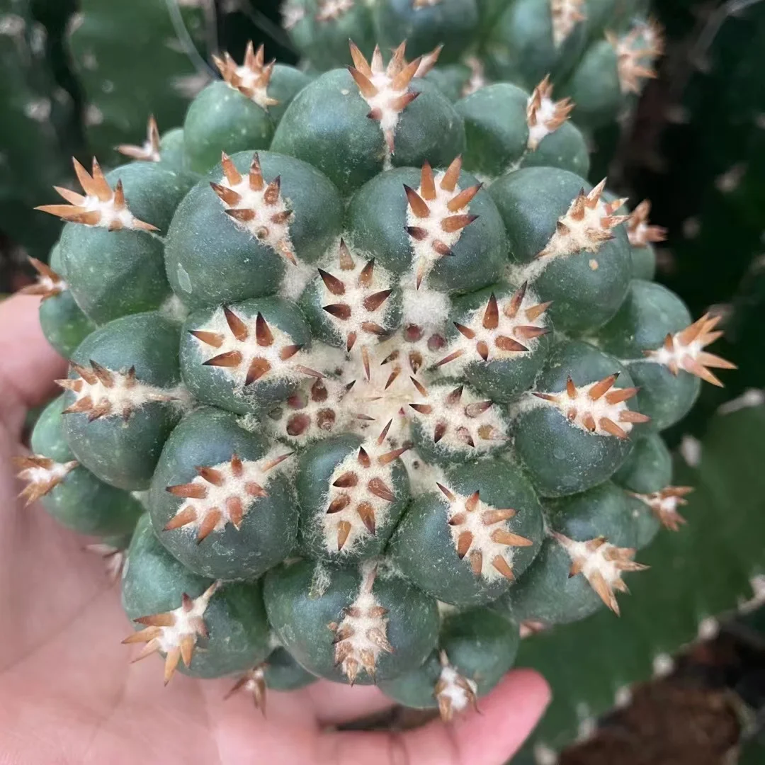 plant Aeonium Echeveria Haworthia  Caudex  Lithops Cactus  Agave 