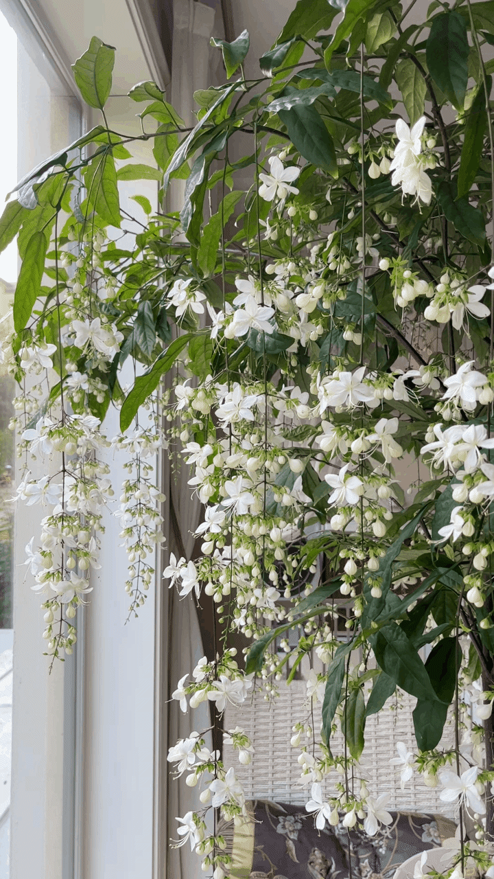 Last Day 60% OFF  Winter Friendly Hanging Jasmine