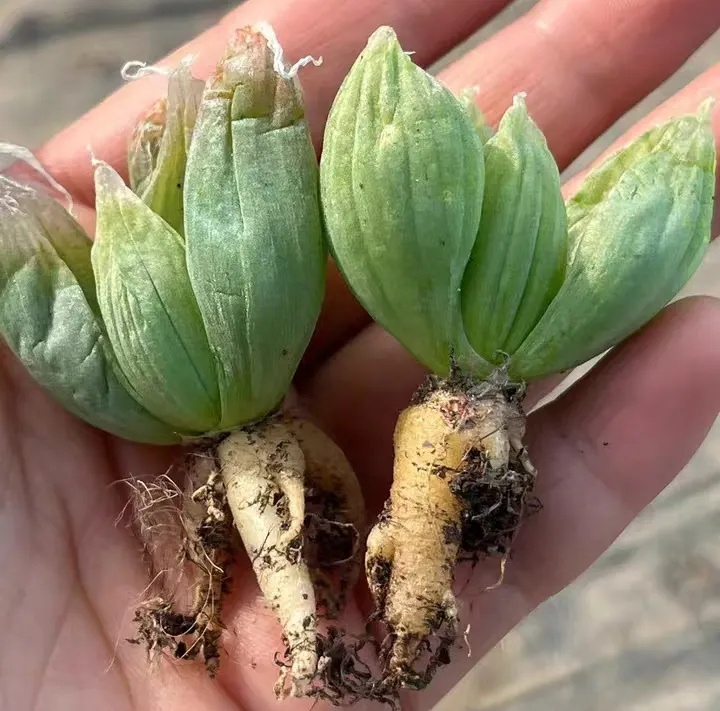 plant Aeonium Echeveria Haworthia  Caudex  Lithops Cactus  Agave 