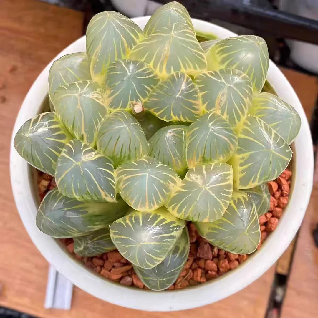 fd9.Haworthia "Neon Light" Variegated 5cm/ Haworthia / Succulent plants / Garden landscape / Carefully select healthy plants