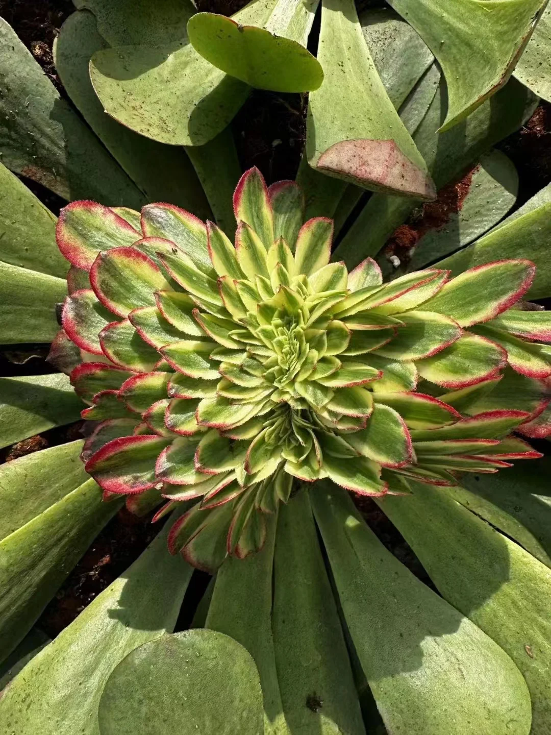 906. Green qing cheng crested cutting 6cm/ Aeonium crested/ Aeonium plants / Garden landscape / Carefully select healthy plants