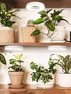 Full Spectrum Ceiling Grow Light 3/9/12H Timer LED Plant Light for Indoor Plants