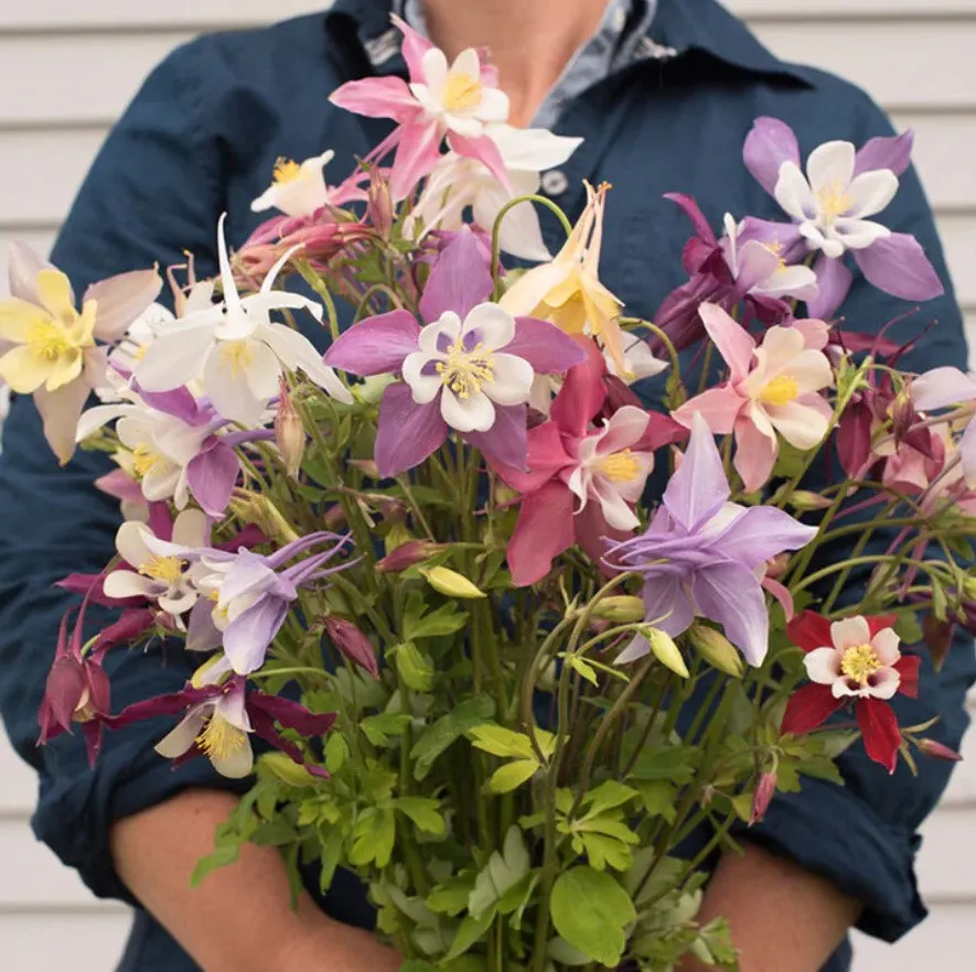 Columbine Mckana's Giant Mix Flower Seeds