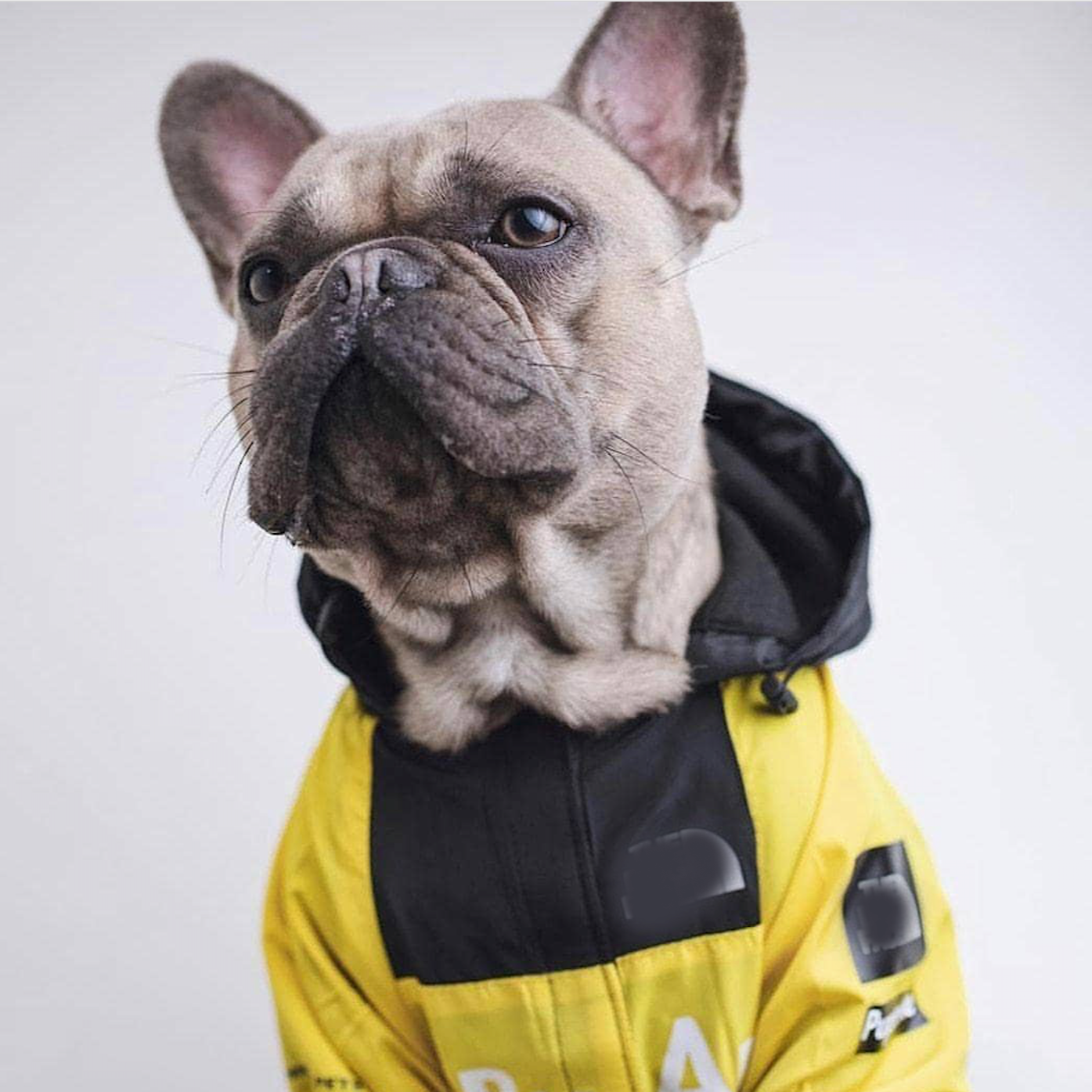 Yellow Raincoat for French Bulldog (WS27)
