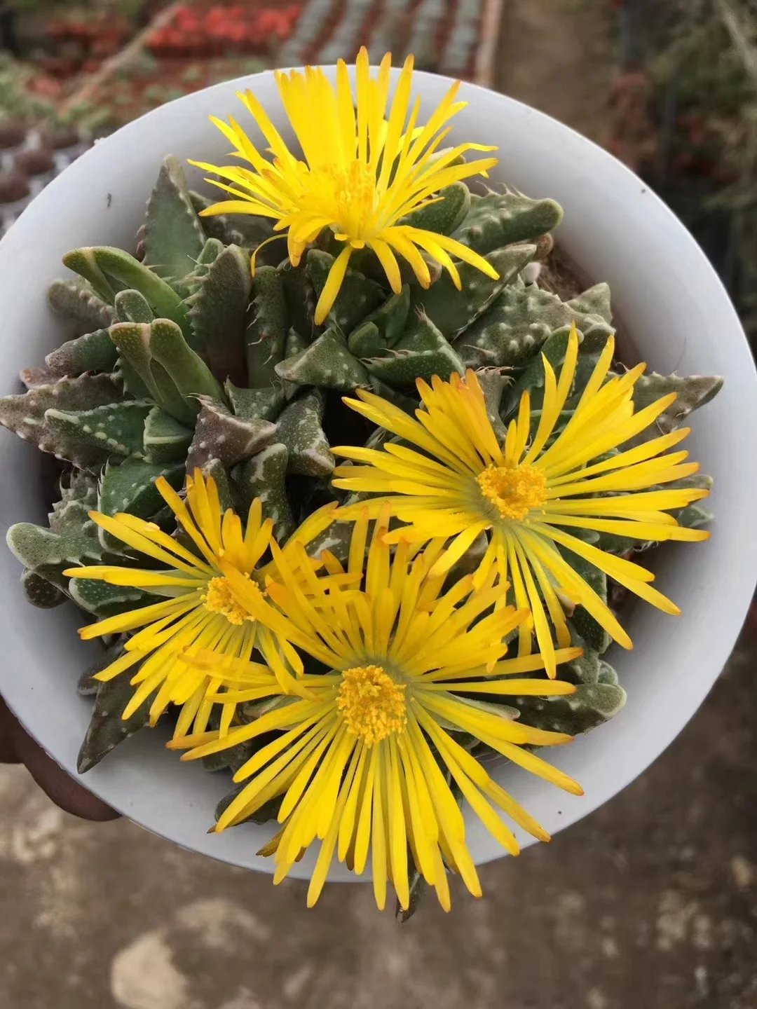 256. Faucaria tuberculosa ‘Hybrid’ cluster 5-7cm/ Echeveria / Succulent plants / Garden landscape / Carefully select healthy plants