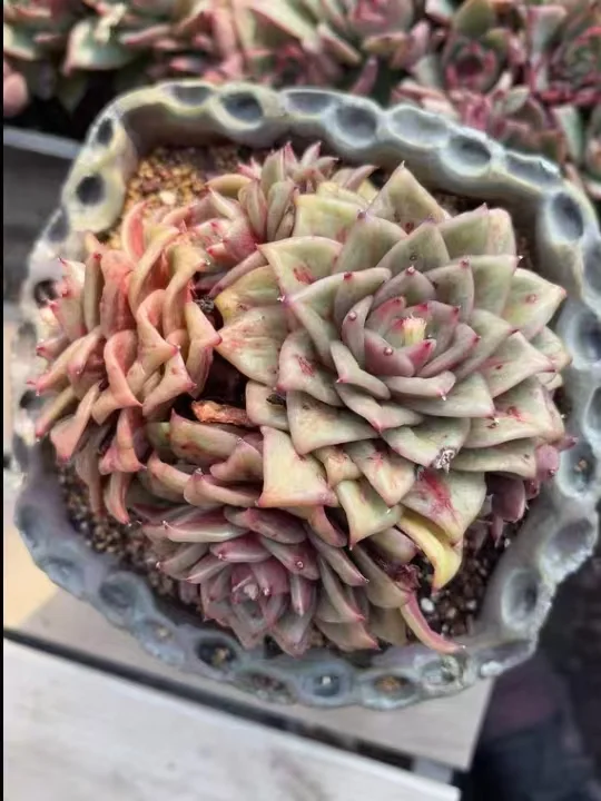 plant Aeonium Echeveria Haworthia  Caudex  Lithops Cactus  Agave 