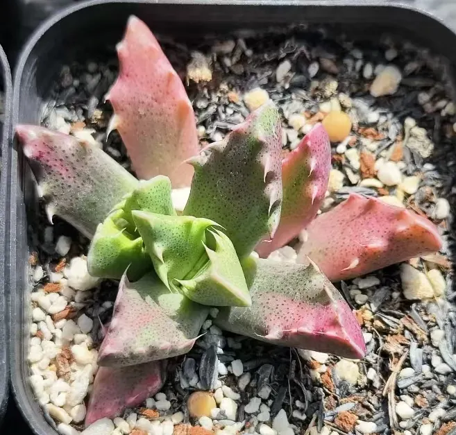 plant Aeonium Echeveria Haworthia  Caudex  Lithops Cactus  Agave 