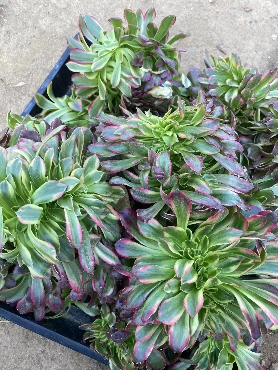 plant Aeonium Echeveria Haworthia  Caudex  Lithops Cactus  Agave 