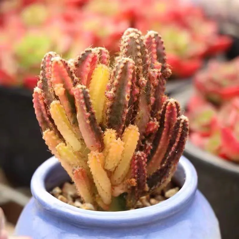 638.  Cereus cv. Fairy Castle  5-7cm cluster /Cactus plants /Succulent plants/ Garden landscape / Carefully select healthy plants