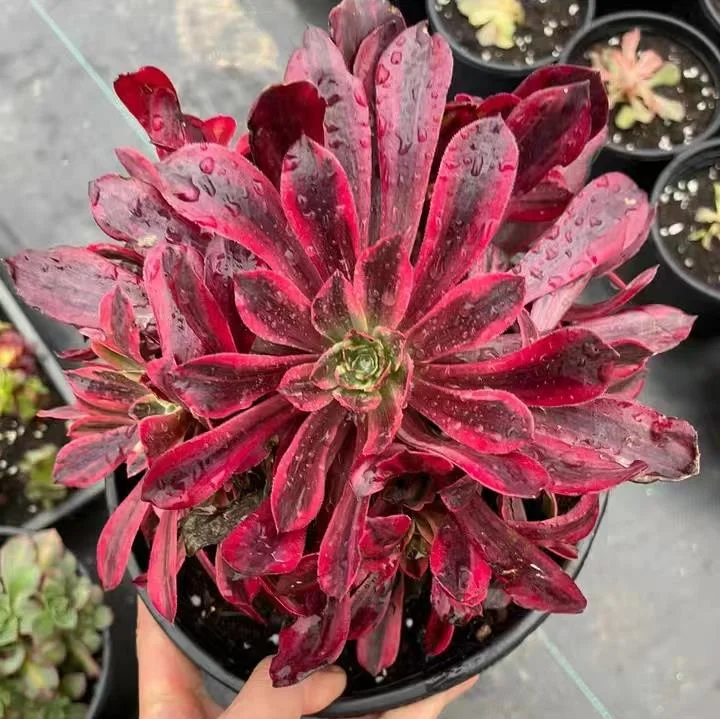 309.  Mona Lisa cluster 15-18cm 8 heads/ Aeonium cluster/Aeonium plants / Garden landscape / Carefully select healthy plants