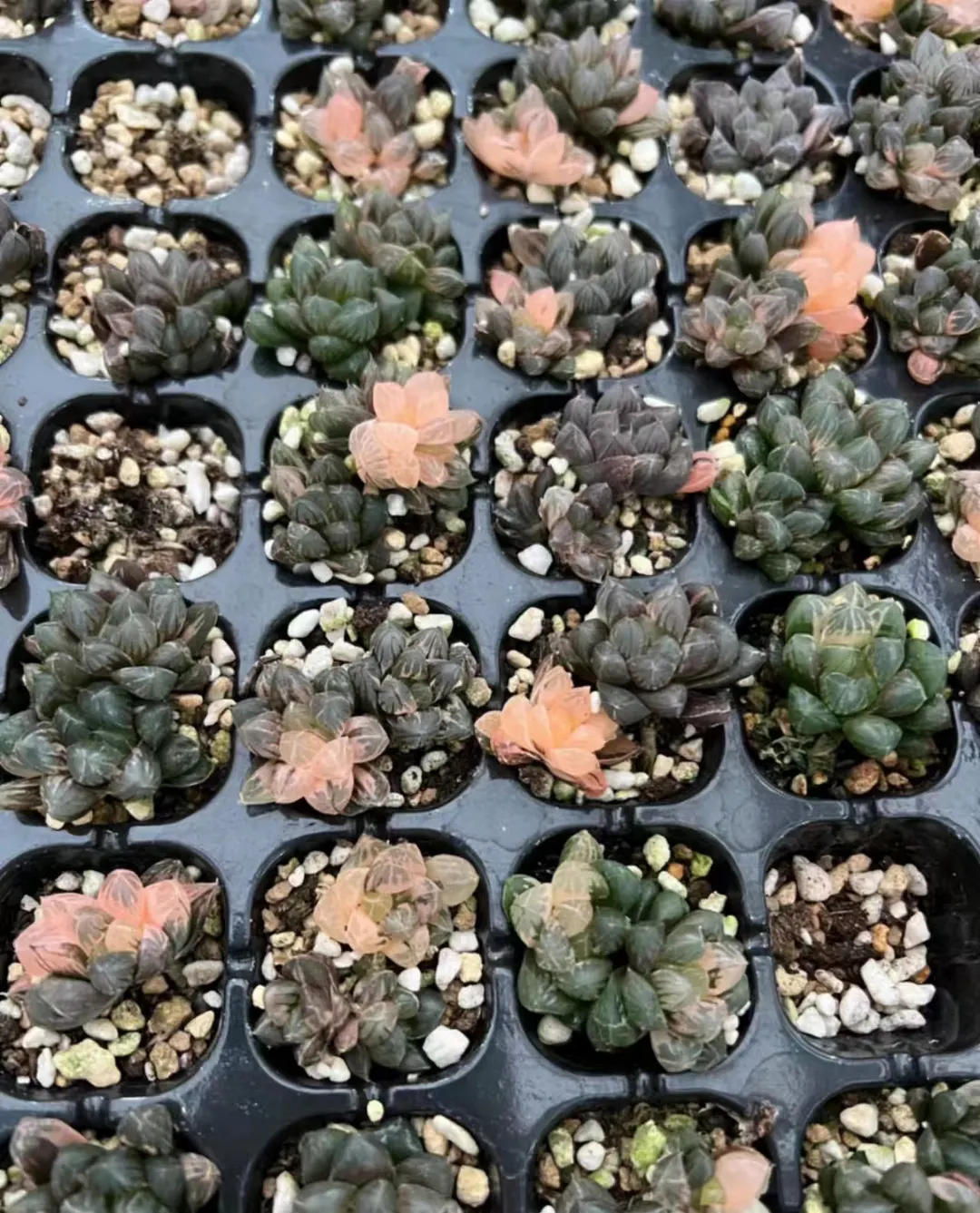 plant Aeonium Echeveria Haworthia  Caudex  Lithops Cactus  Agave 
