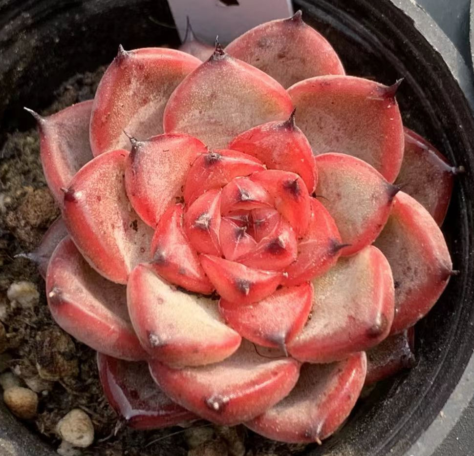 499. Starlight jenny single head 4-5cm/Echeveria/  Succulent plants / Garden landscape / Carefully select healthy plants