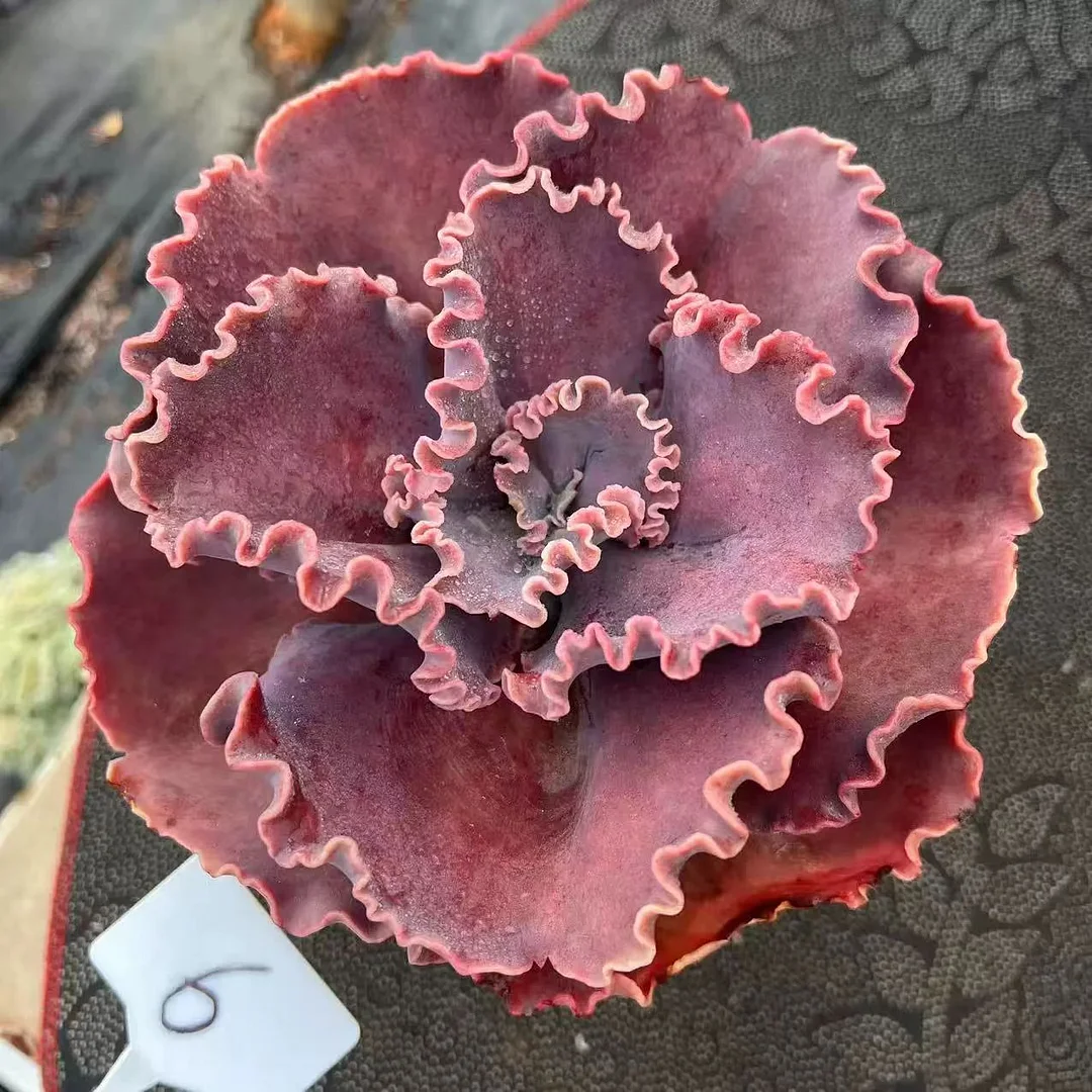 plant Aeonium Echeveria Haworthia  Caudex  Lithops Cactus  Agave 