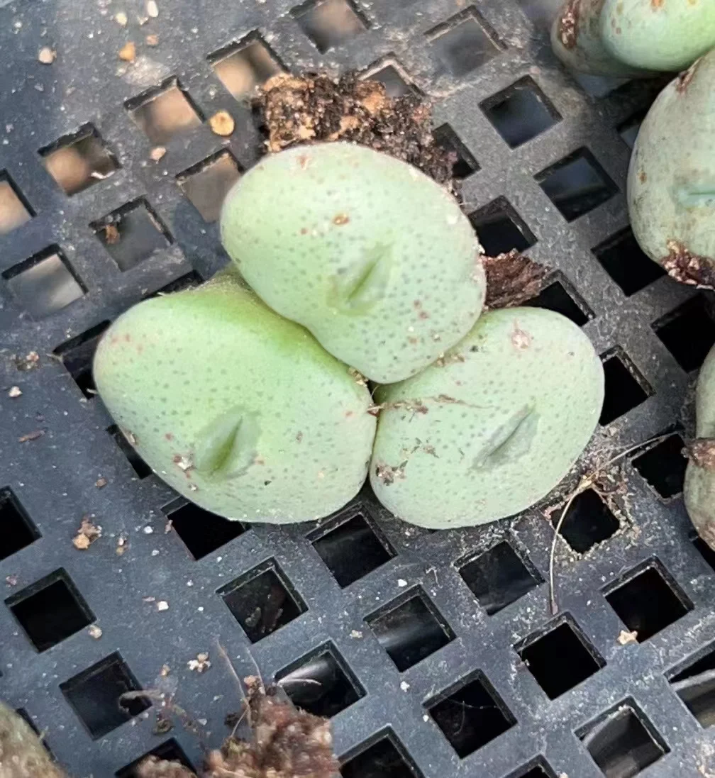 plant Aeonium Echeveria Haworthia  Caudex  Lithops Cactus  Agave 