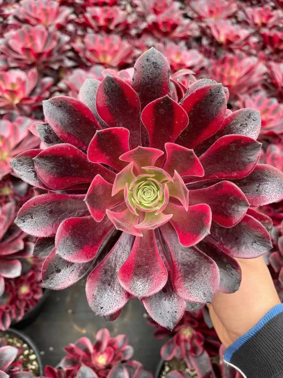 174.  Medusa   single head and cutting /  Aeonium / Succulent plants  / Garden landscape / Carefully select healthy plants