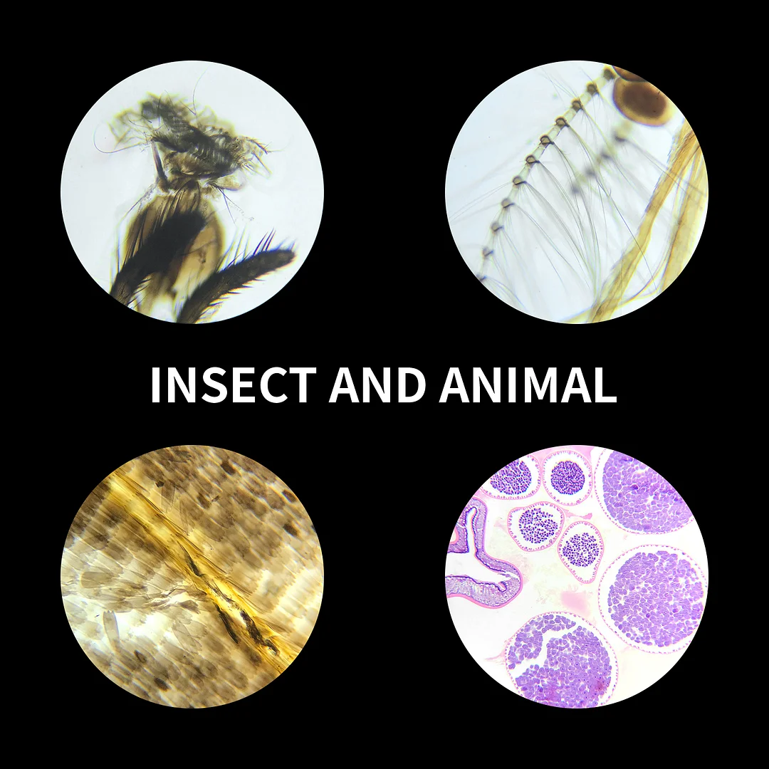 BEBANG 120Pcs Prepared Microscope Slides for Kids, Glass Microscope Slides with Specimens of Insect Plant Animal Bacteria Human Tissue Cell