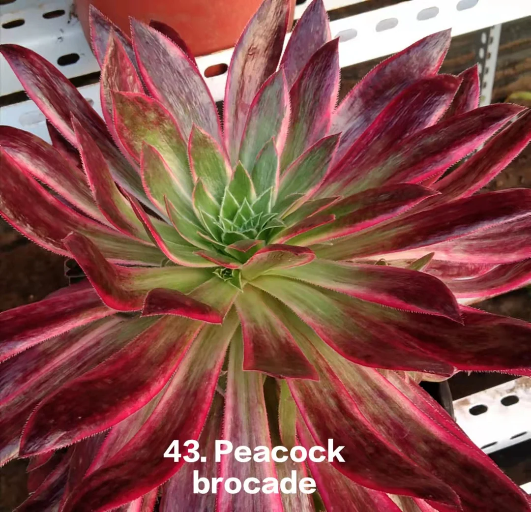 plant Aeonium Echeveria Haworthia  Caudex  Lithops Cactus  Agave 