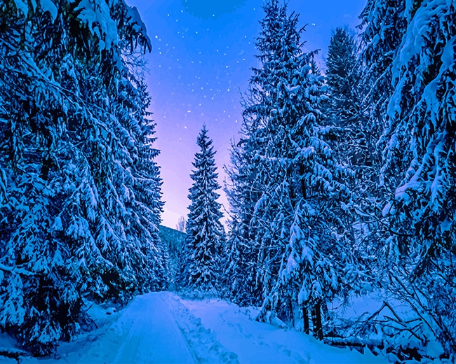 

Photography Trees Covered With Snow – Paint By Numbers - 40*50CM, 501 Original