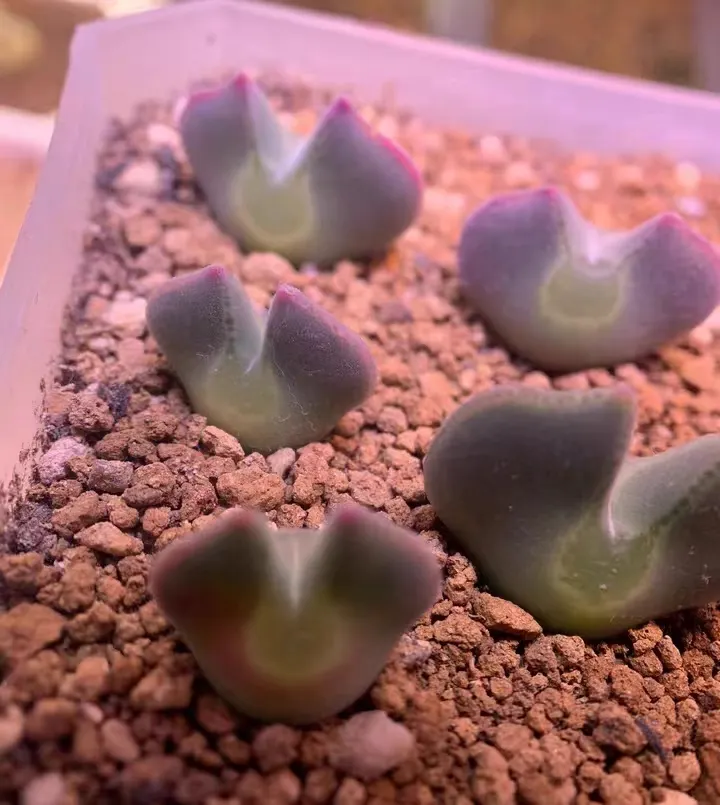 plant Aeonium Echeveria Haworthia  Caudex  Lithops Cactus  Agave 