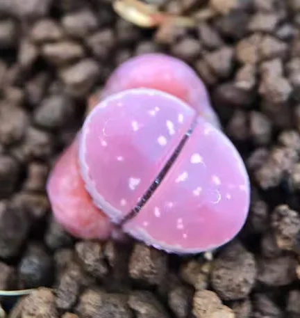 plant Aeonium Echeveria Haworthia  Caudex  Lithops Cactus  Agave 