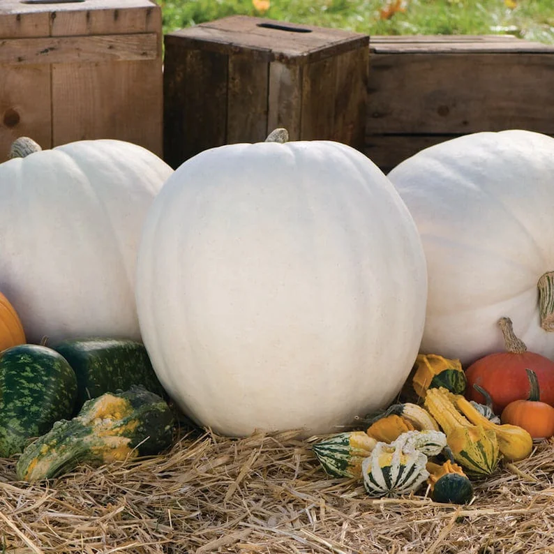 Casper White Pumpkin Seeds