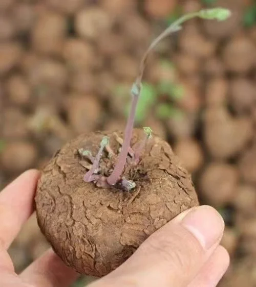 plant Aeonium Echeveria Haworthia  Caudex  Lithops Cactus  Agave 