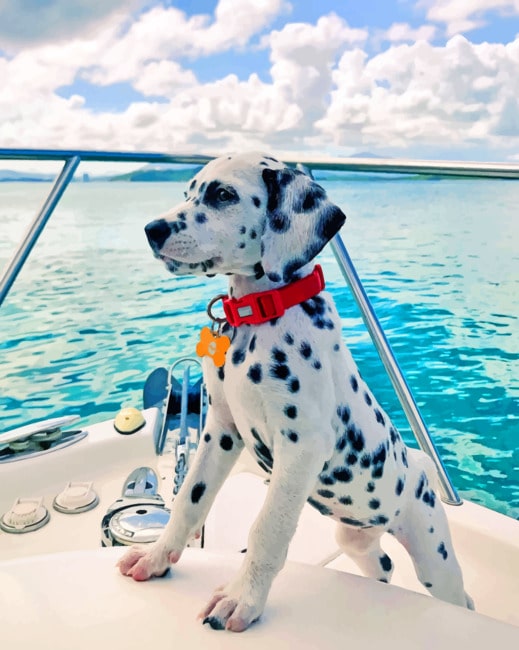 

Dalmatian On Boat – Paint By Numbers - 40*50CM, 501 Original