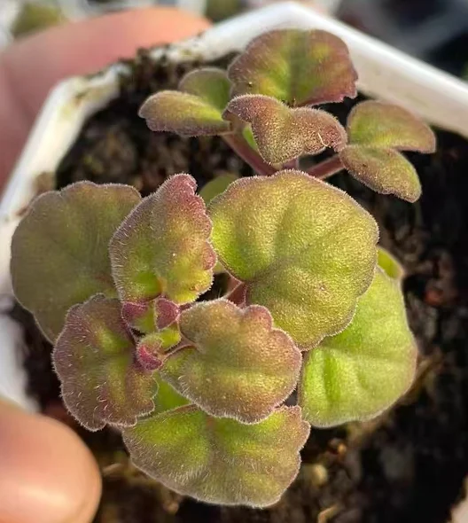 plant Aeonium Echeveria Haworthia  Caudex  Lithops Cactus  Agave 