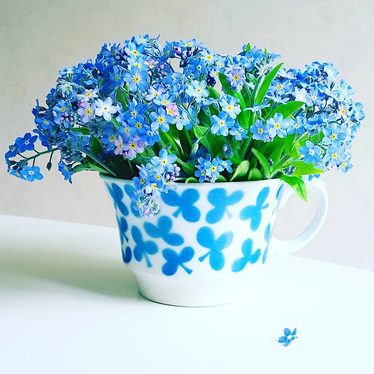 Alpine Forget Me Not Mixed Seeds - Myosotis alpestris - Biennial Flowe