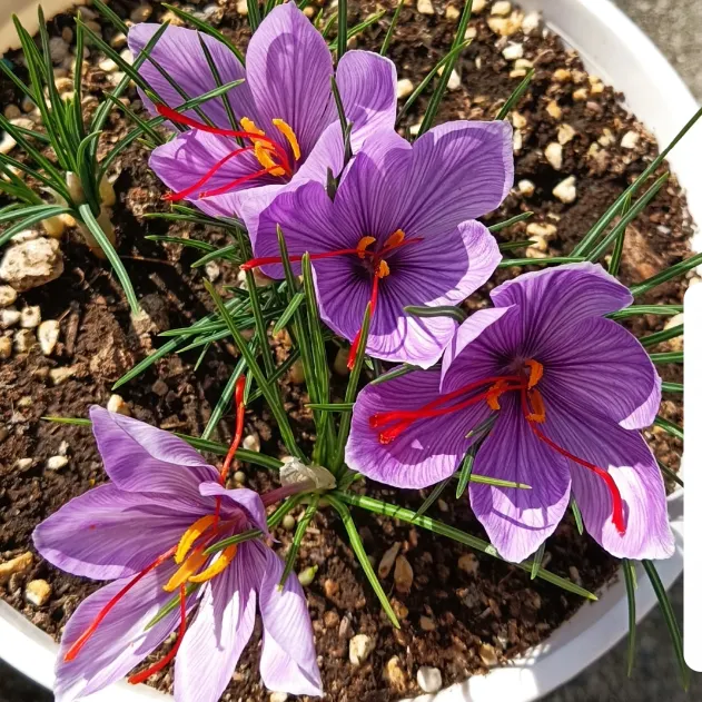 Saffron Crocus Bulbs -Crocus Sativus