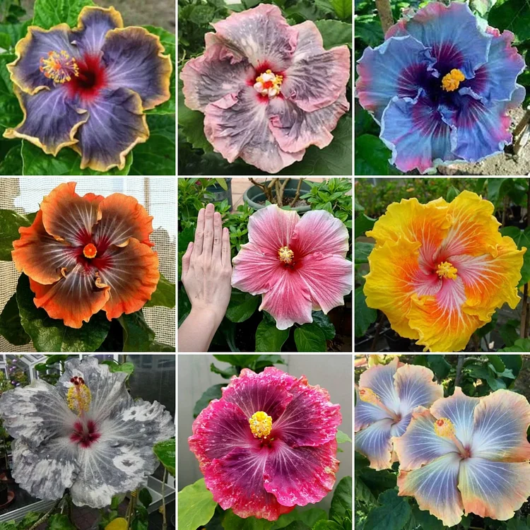 💥 Extra-large flowers, rich in color - Hibiscus