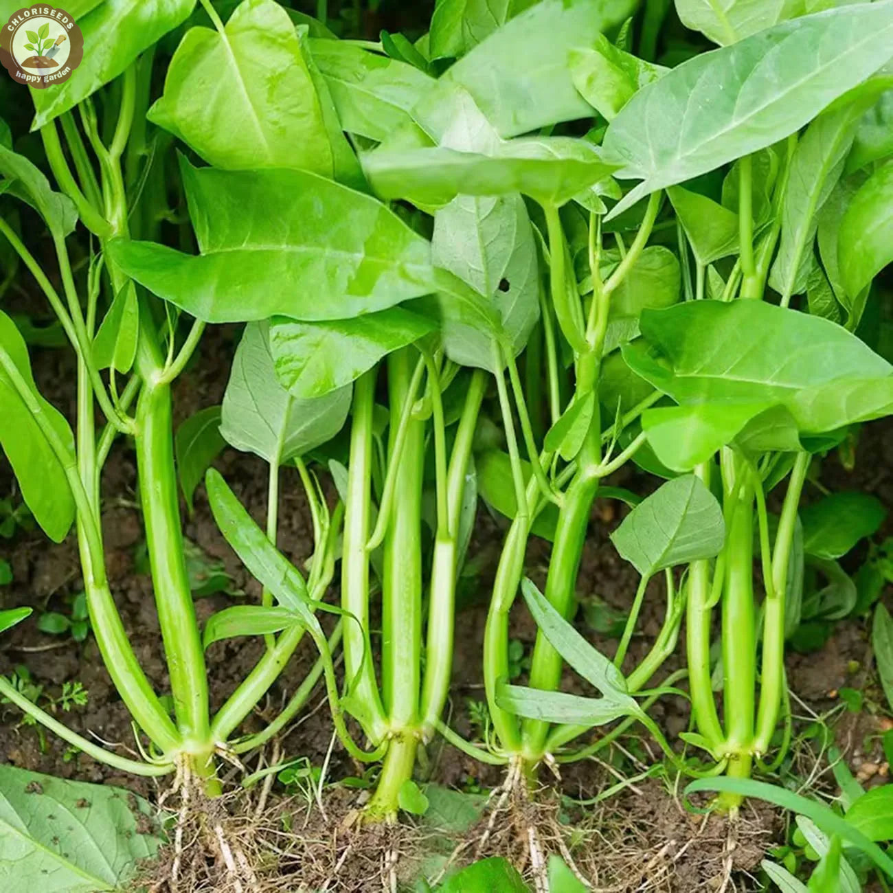 Triple-Stem Water Spinach, Kangkong, Ong Choy Seeds