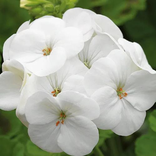 ✨Geranium – The Colorful and Cheerful Fairy of Your Balcony!
